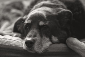 Cómo bajar la fiebre de mi perro con remedios caseros