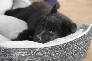 Cómo hacer una cama para un perro