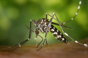 Cómo hacer un repelente de mosquitos casero