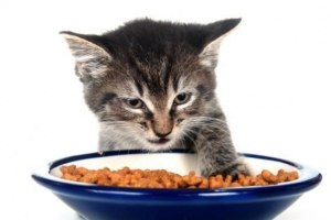 Cómo preparar comida casera saludable para mi gato