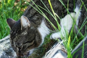 Cómo hacer que mi gato beba más agua