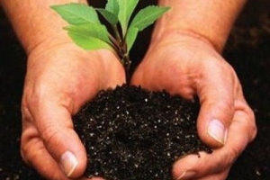 Cómo hacer fertilizante natural en casa para plantas y jardín