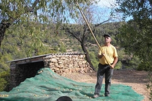 Cómo recoger almendras del árbol