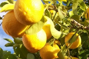 Cómo plantar un limonero