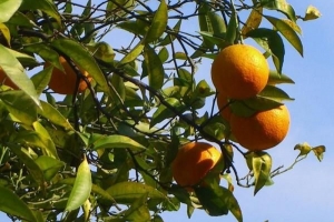 Cómo plantar un naranjo a partir de semillas