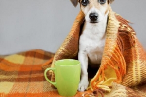 Cómo proteger a un perro del clima frío