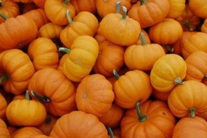 Cómo proteger las calabazas de las plagas