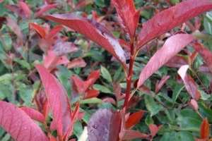 Cómo podar un petirrojo photinia