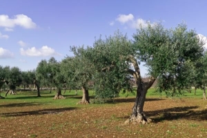 Cómo podar un olivo