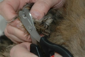 Cómo cortar las uñas de un conejo de forma segura en casa