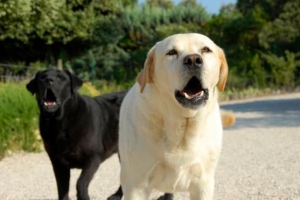 Cómo evitar que un perro le ladre al cartero