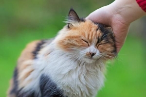 Cómo evitar que mi gato marque su territorio