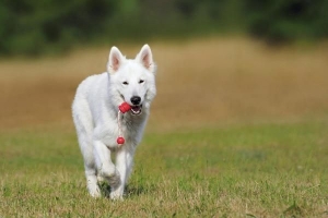 Cómo evitar que mi perro se escape cuando está sin correa