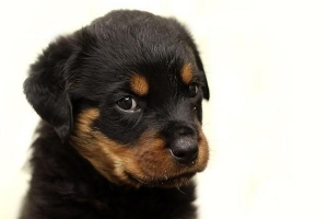 Cómo cuidar a un rottweiler