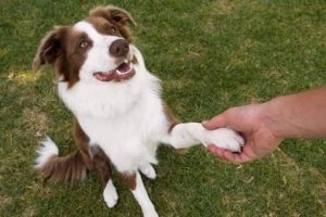 Cómo enseñarle a un perro a sacudir una pata