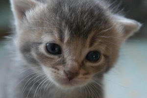 Cómo saber si un gato es macho o hembra