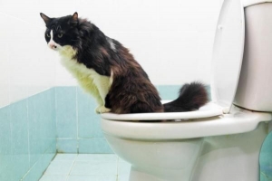 Cómo entrenar a un gato para ir al baño