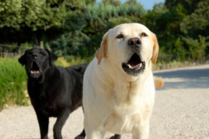 Cómo entrenar a un perro para que no muerda