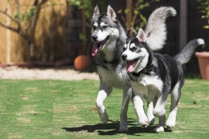 Cómo entrenar a un husky