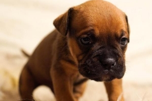 Cómo entrenar a un cachorro de manera fácil y efectiva