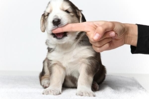 Cómo entrenar a mi cachorro a no morder