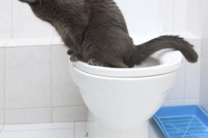 Cómo entrenar a tu gato para que use el baño