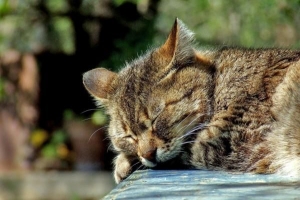 Cómo tratar a un gato envenenado