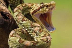 Cómo tratar una mordedura de serpiente en estado salvaje en la india