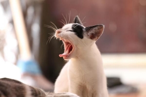 Cómo tratar la gingivitis en gatos