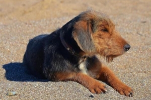 Cómo tratar la hepatitis en perros