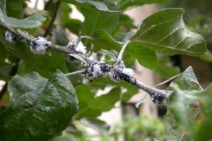 Cómo usar jabón de potasio para plantas