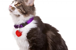 ¿Es seguro ponerle un collar a un gato??