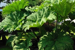 Plantas de hojas grandes para exteriores e interiores