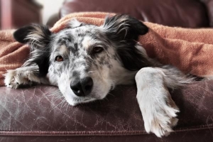 Síntomas de la fiebre maculosa de las montañas rocosas en perros