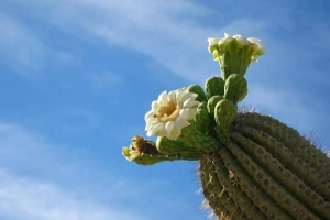 El mejor cactus para cultivar en casa