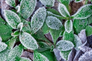 Las mejores plantas resistentes al clima frío para jardines y macetas