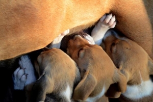 Las causas del aborto espontáneo del perro