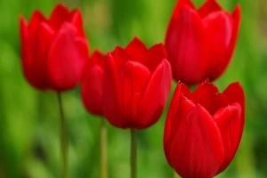 El significado simbólico de los tulipanes rojos