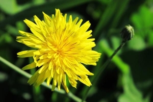 El significado simbólico de las flores amarillas