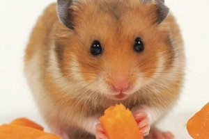 Verduras que los hámsteres pueden comer