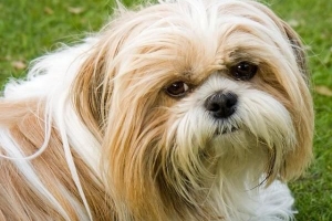 ¿Cuáles son las características de un perro shih tzu?