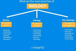 ¿Cuáles son las principales ramas de la biología y qué estudian??