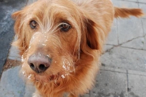 Lo que no pueden comer los perros: alimentos tóxicos que deben evitarse