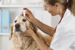 ¿Qué causa un orzuelo en el ojo de un perro?