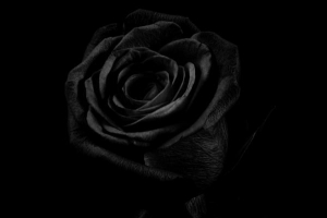 ¿Qué significa una rosa negra? Significado simbólico de las flores