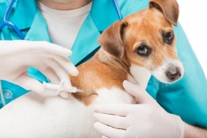 ¿Qué hace un microchip en un perro?