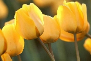 ¿Qué significa un tulipán amarillo?