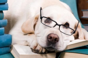 ¿Qué razas de perros son las más inteligentes??