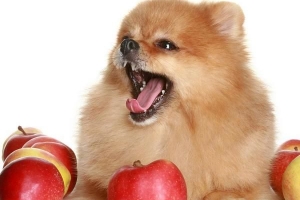 ¿Qué fruta pueden comer los perros?