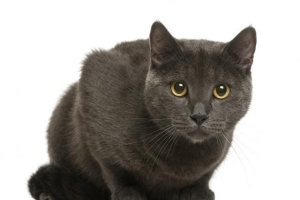 ¿Qué es un gato chartreux? Todo lo que necesita saber